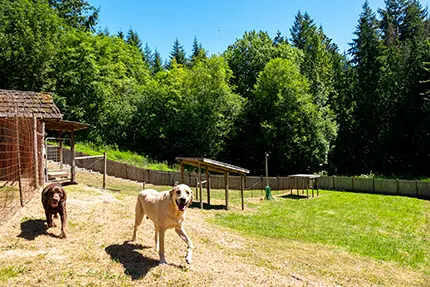 The ranch boarding clearance kennels